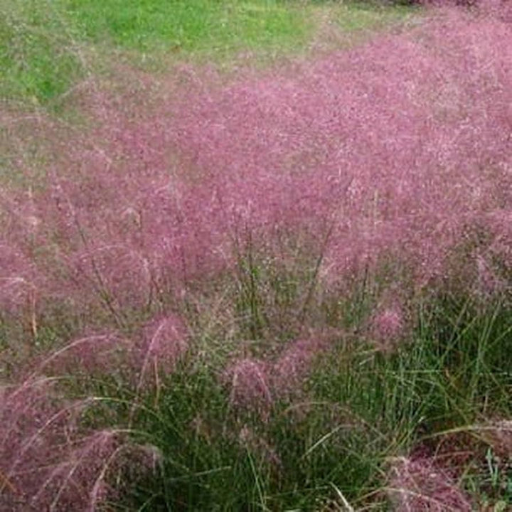 Purple Hairawn Muhly Plant Seeds for Planting - 100 pcs