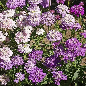 white globe flower seeds