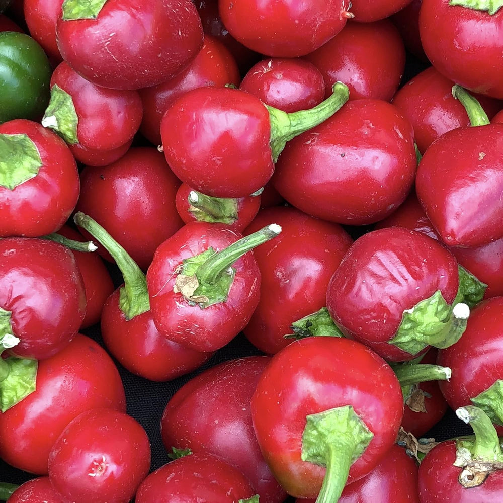 Cherry Bomb Pepper Vegetable Seeds for Planting