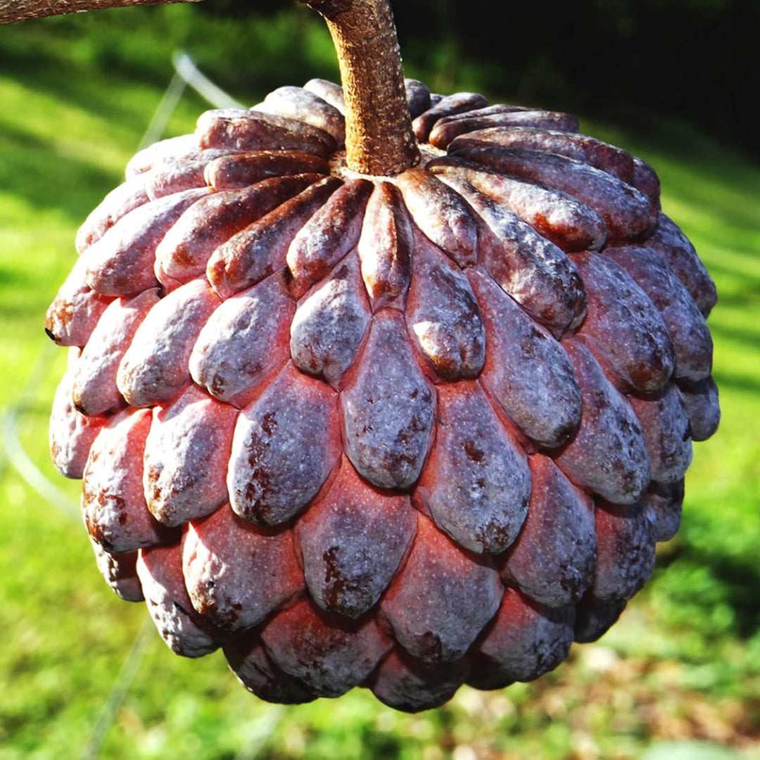 Purple Cherimoya (Sugar Apple) Fruit Seeds for Planting - Grow This Delicious and Sweet Tropical Fruit