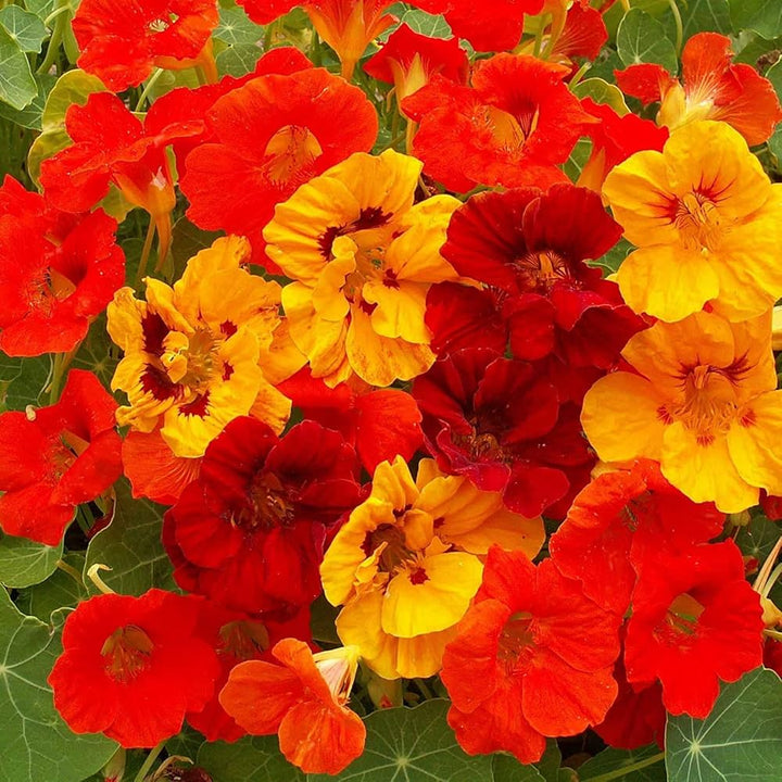 Mixed Nasturtium Flower Seeds for Planting – Heirloom, Non-GMO, High Germination Organic Garden Seeds