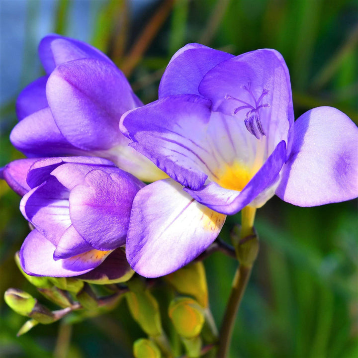 Blue Freesia Flower Seeds for Planting, 100 pcs