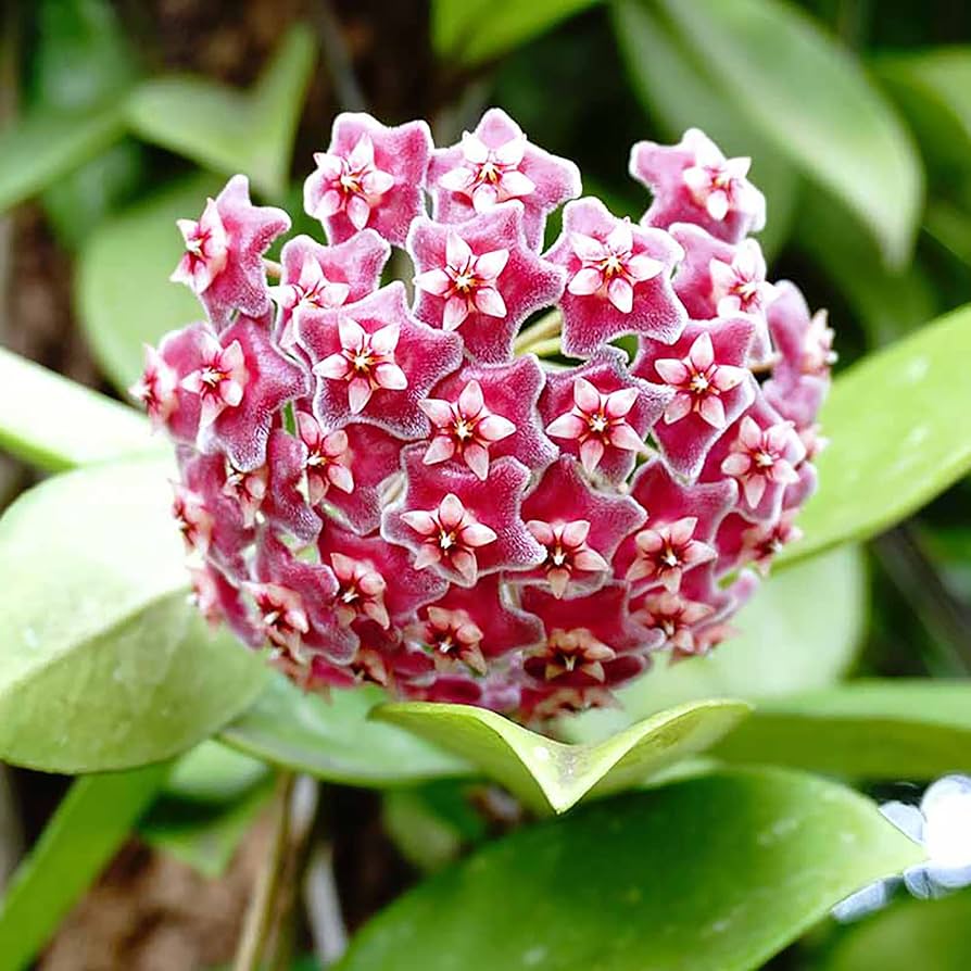 wax flower seeds for sale Wax Flower Seeds for Planting