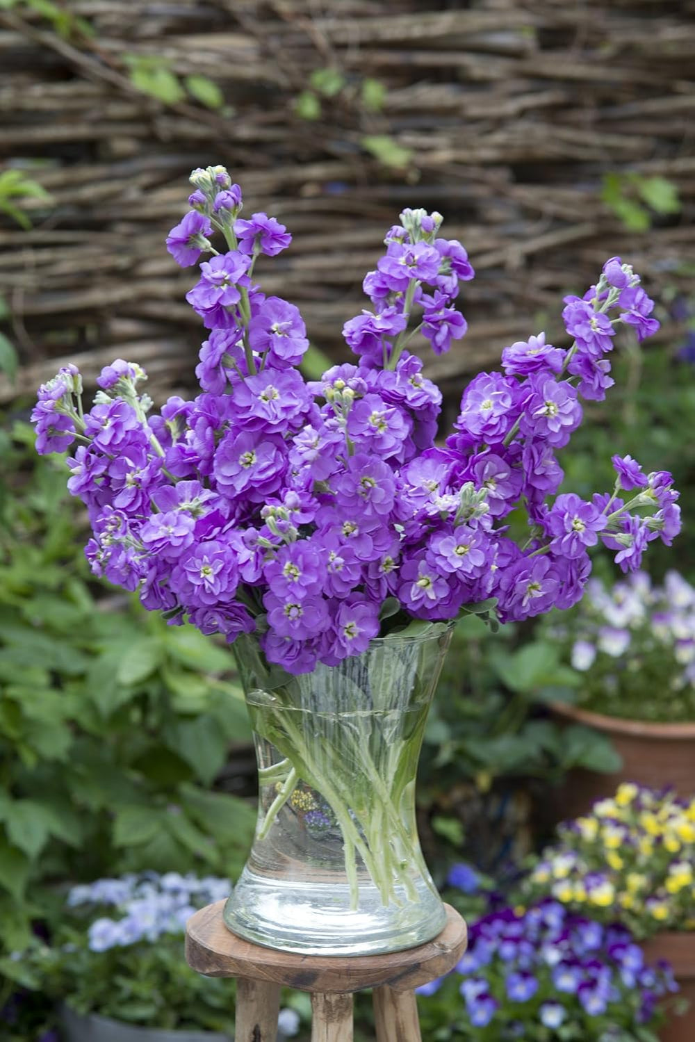 Heirloom Non-GMO Lavender Matthiola Incana Flower Seeds