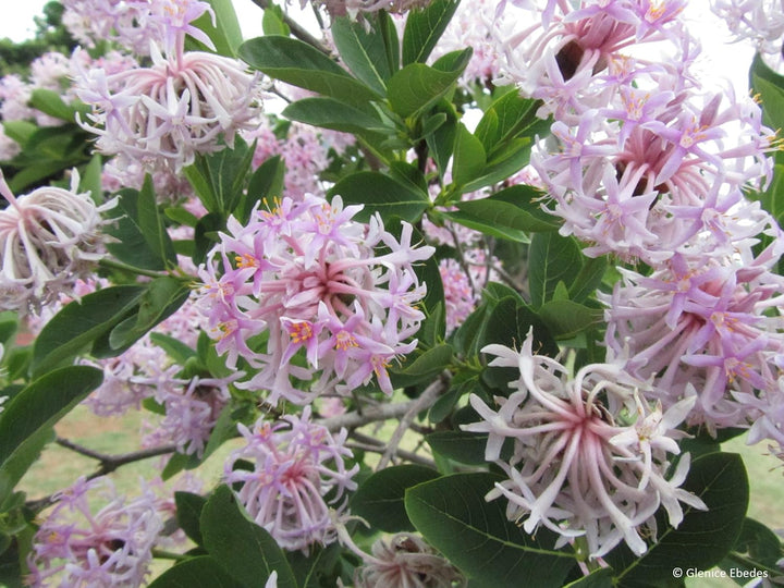 Flower Seeds, Seeds for Planting, Plant Seeds