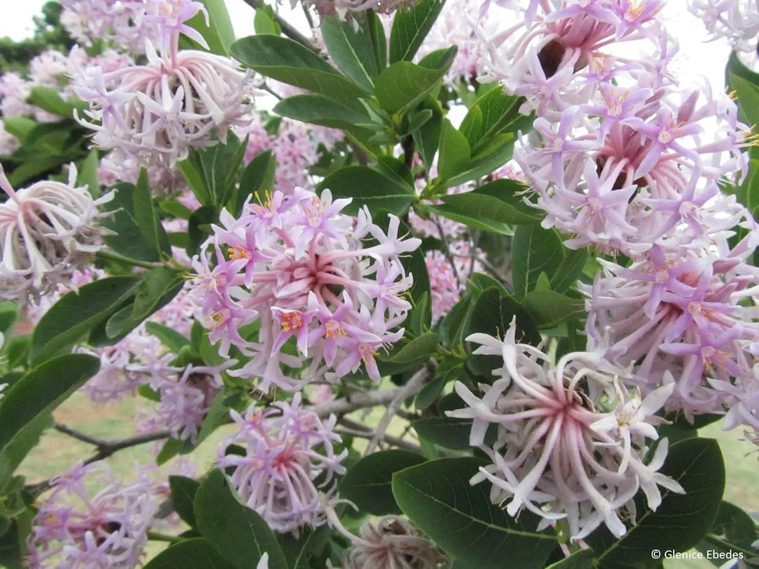 dais cotinifolia flower seeds