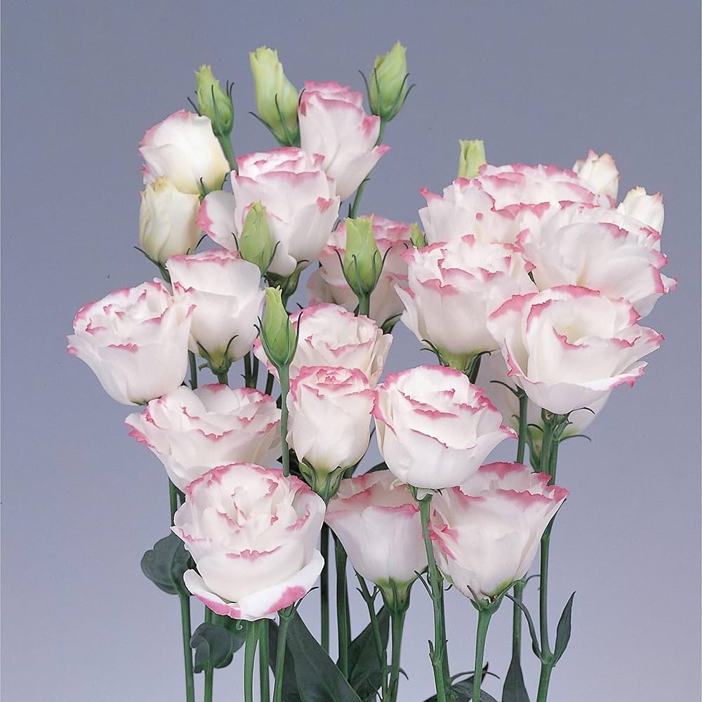 pink picotte flower seeds