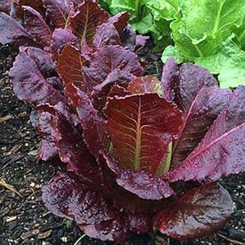 Purple Lettuce Seeds for Planting