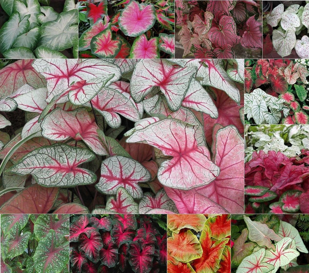 Caladium Bicolor Red Mix Flower Seeds for Planting 100 pcs