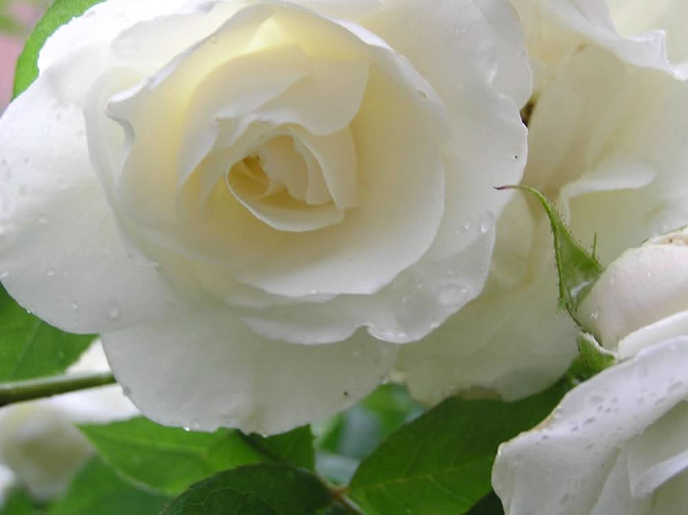 white white flower seeds