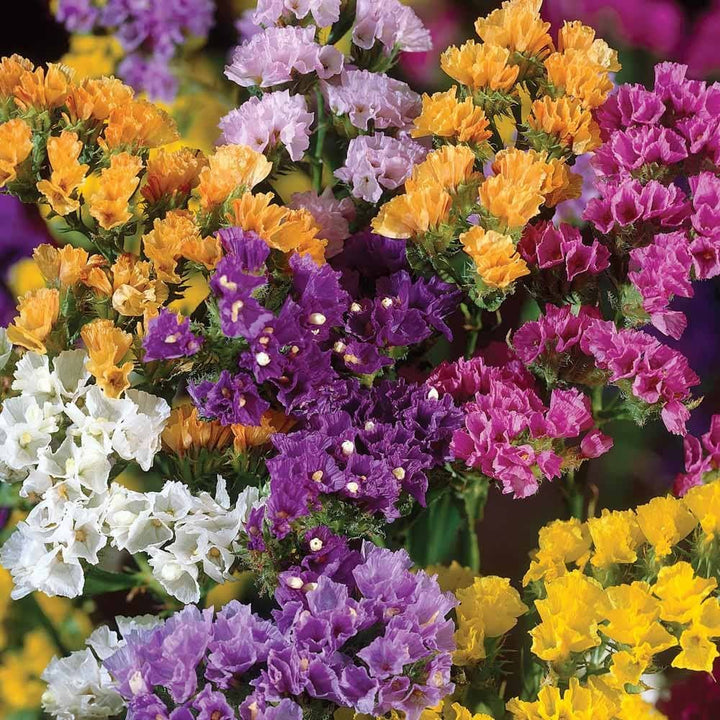 Heirloom Non-GMO Limonium Flower Seeds for Planting – Long-Lasting Cut Flower Seeds