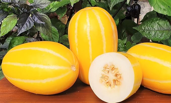 Korean Melon Fruit Seeds for Planting - Ideal for Growing Fresh, Tasty Melons at your Backyard Orchid