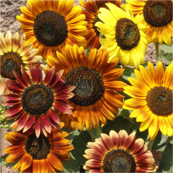 Sunflower Mixed Flower Seeds for Planting 100 pcs