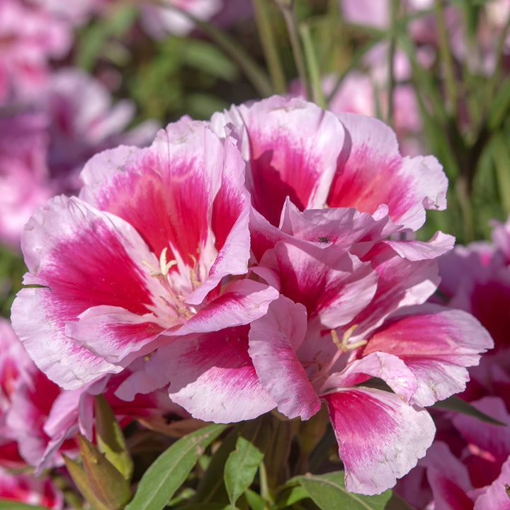 Pink Godetia Flower Seeds for Planting – Heirloom Non-GMO Organic  Garden Seeds with High Germination