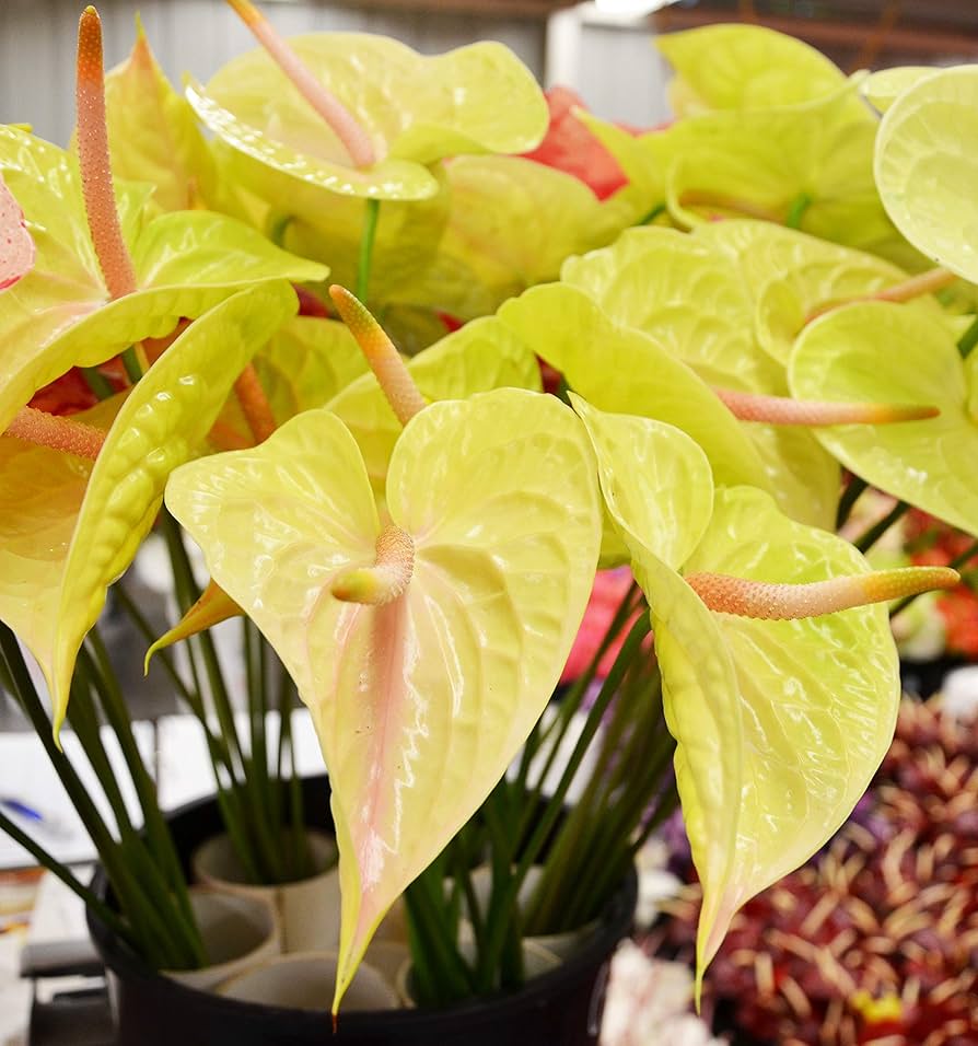 Anthurium blomsterfrø til udplantning, 100 stk