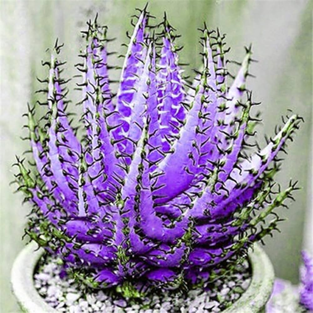 Aloe Vera Plant Seeds for Planting Dark Violet White 100 pcs