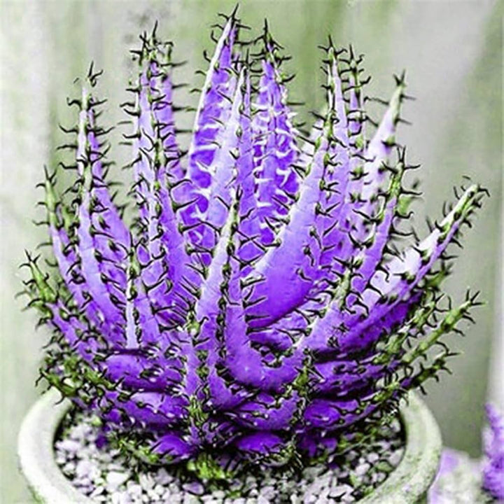 Aloe Vera Plant Seeds for Planting Dark Violet White 100 pcs