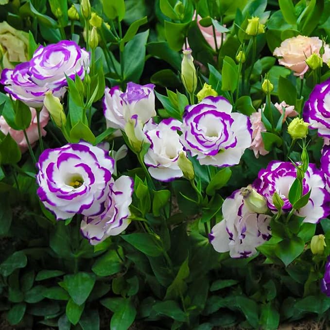 Fresh Eustoma Flower Seeds for Planting, White Purple 100 pcs