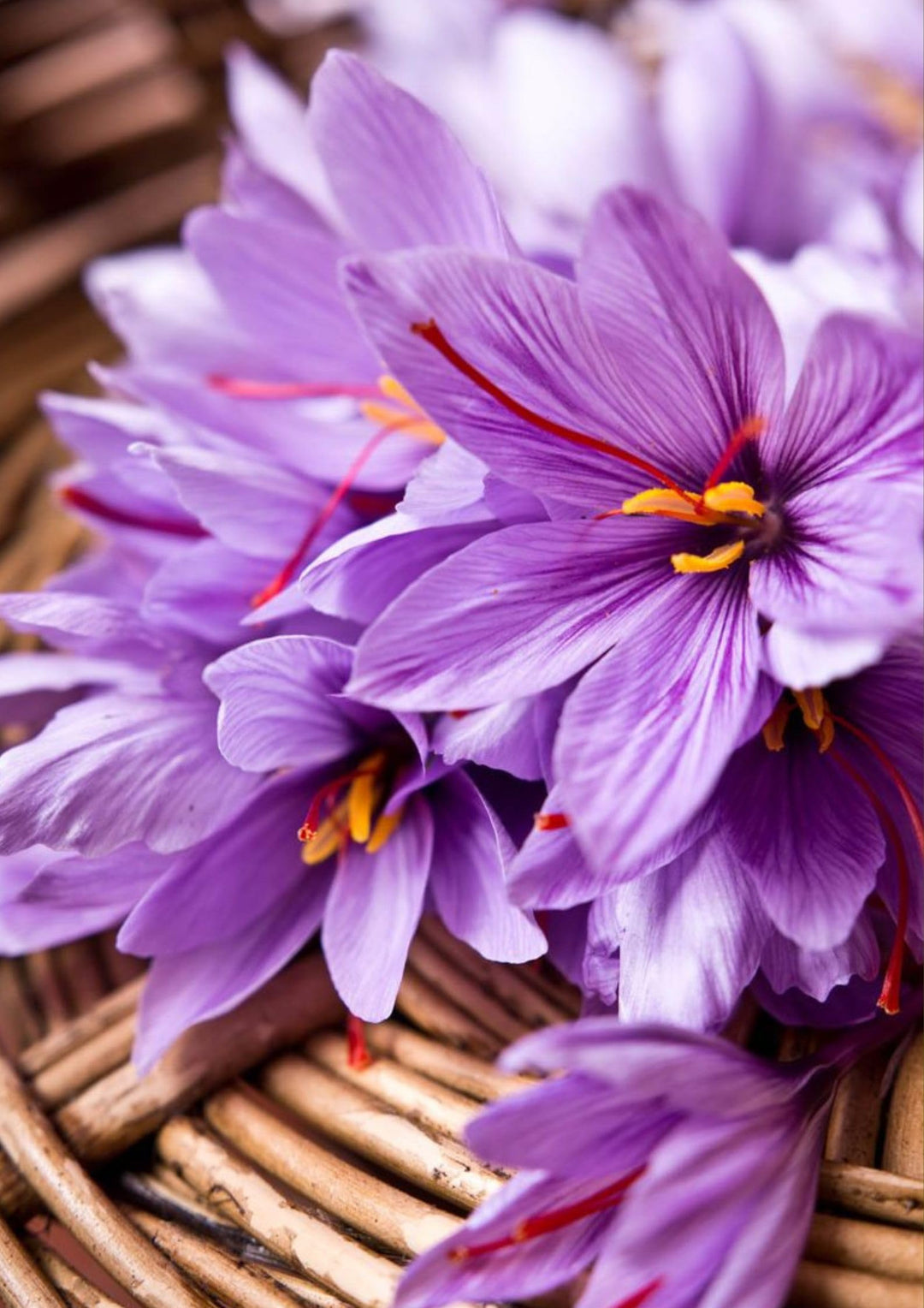 hellgelb saffron flower seeds