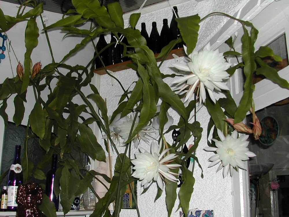 dark grey flower seeds