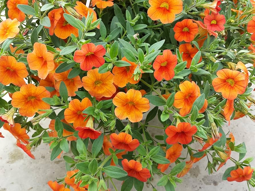 Petunia Orange Flower Seeds for Planting 100 pcs