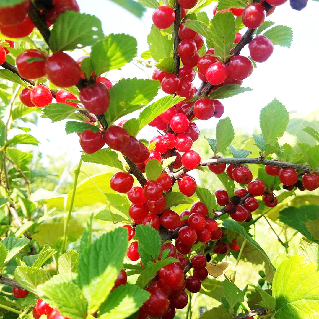 nanking cherry flower seeds