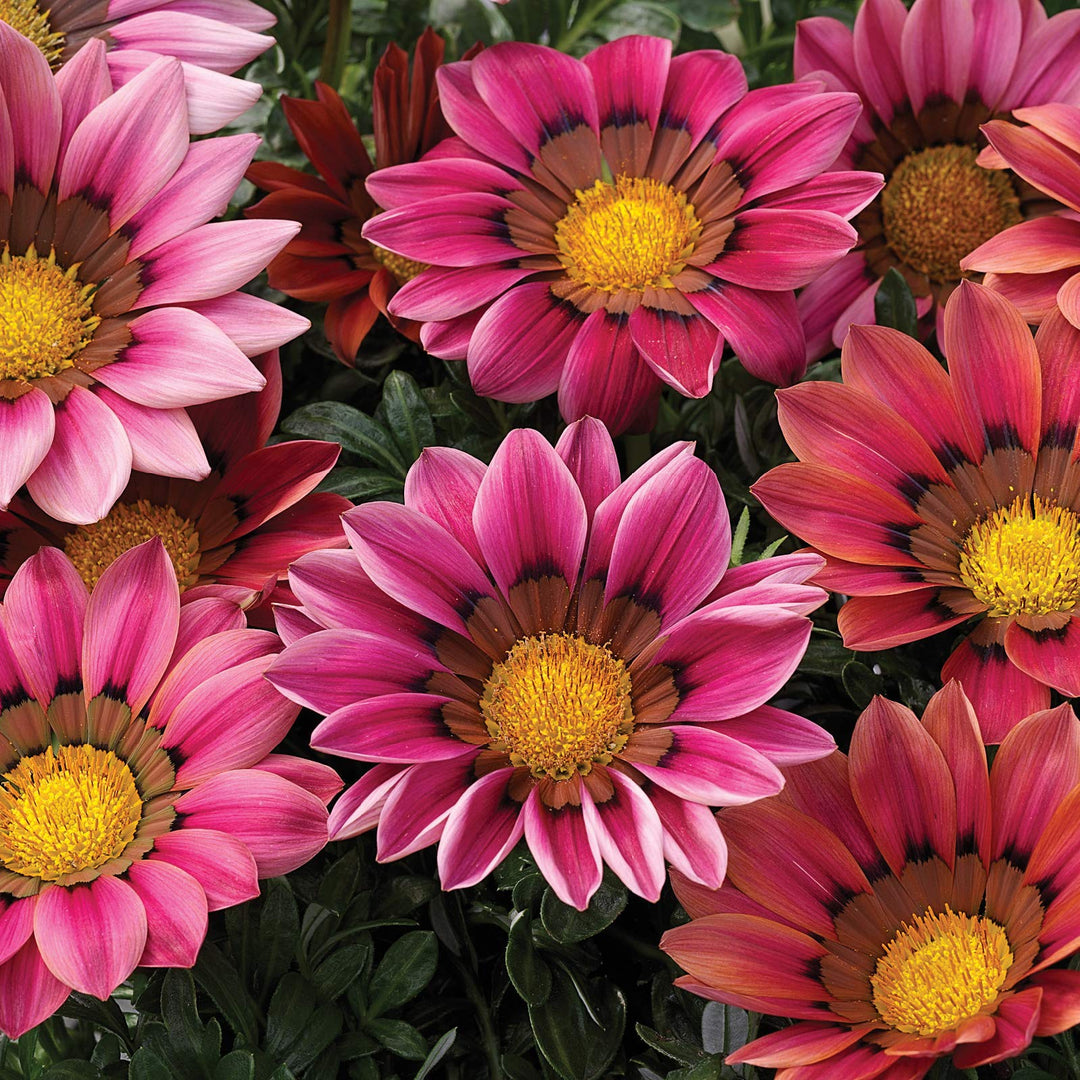 gazania kiss flower seeds
