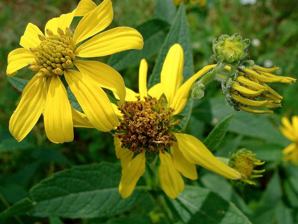 Flower Seeds, Seeds for Planting, Plant Seeds