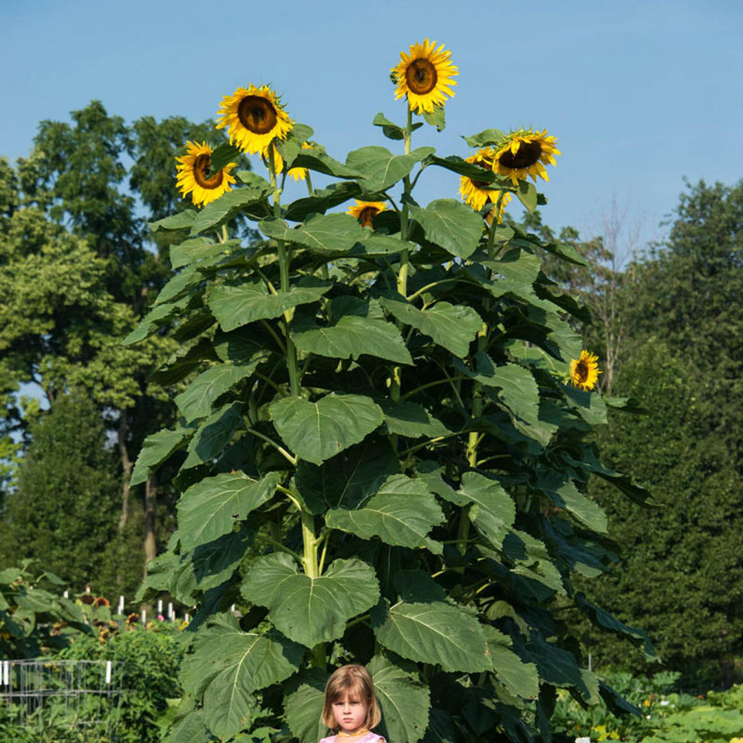 Sunzilla Sunflower Seeds – Heirloom, Non-GMO Giant Sunflower Seeds for Planting Gardens
