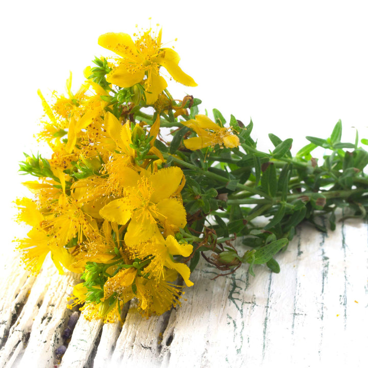 Heirloom Non-GMO Hypericum Flower Seeds for Planting – Medicinal Ornamental Garden Seeds