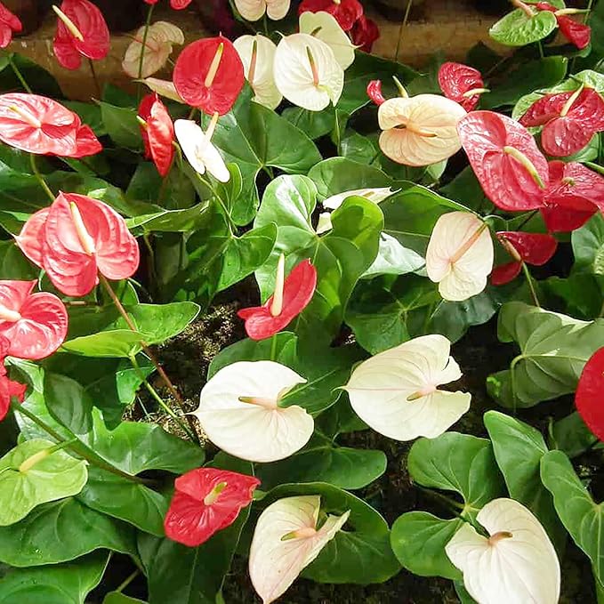 Red,Pink, White Anthurium Perennial Flower Seeds for Planting 100 pcs