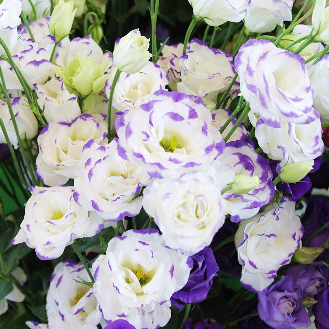 Fresh Eustoma Flower Seeds for Planting, White Purple 100 pcs