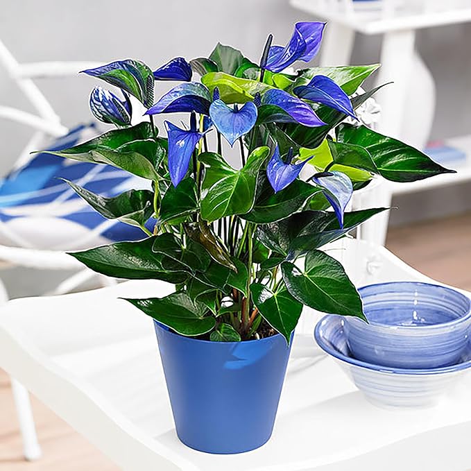 Fresh Anthurium Flower Seeds for Planting, Blue 100 pcs