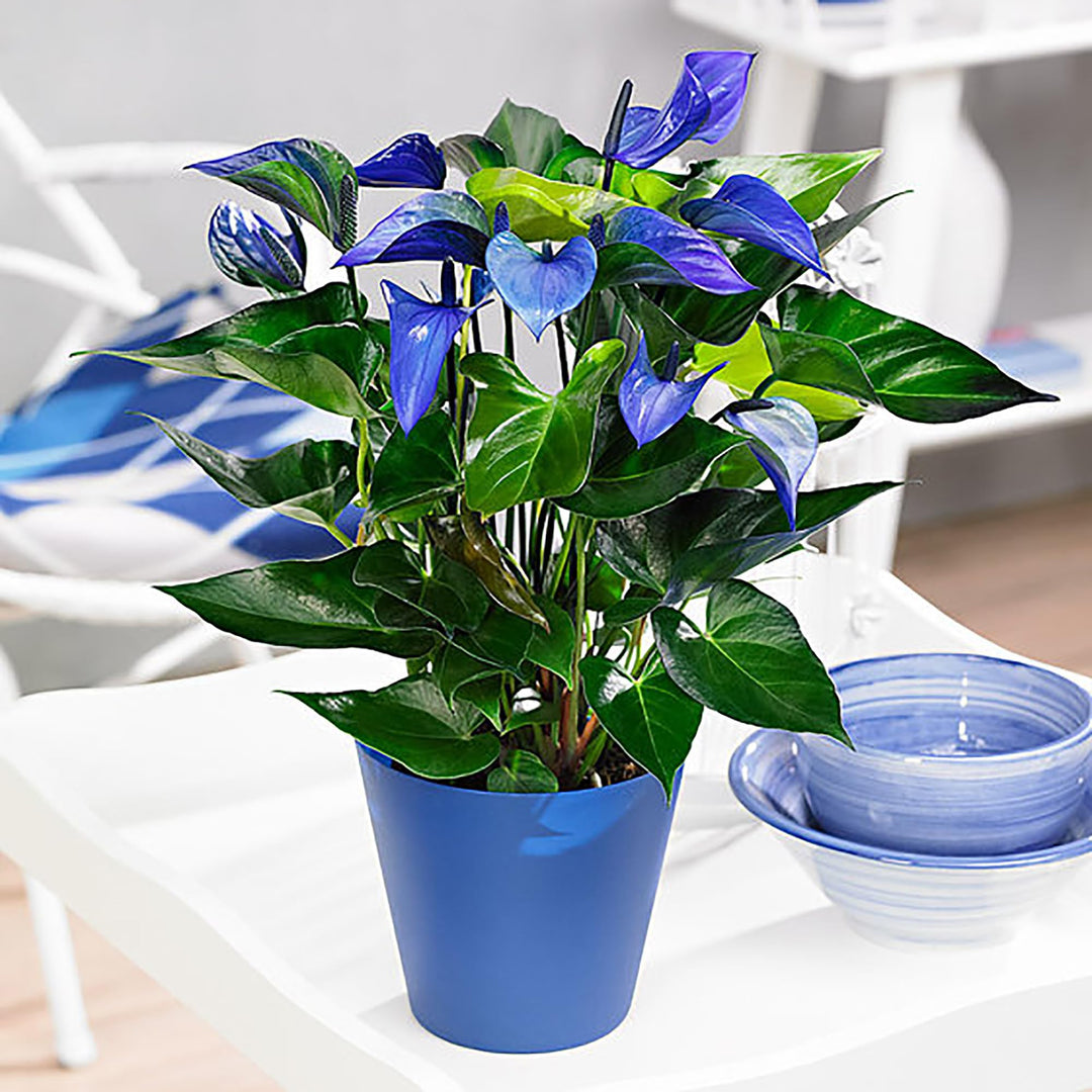 Anthurium Perennial Blue Flower Seeds for Planting 100 pcs