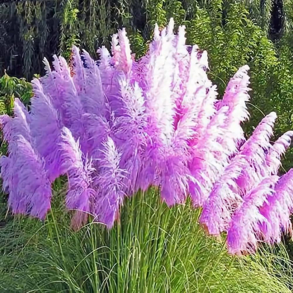 lamp beads flower seeds