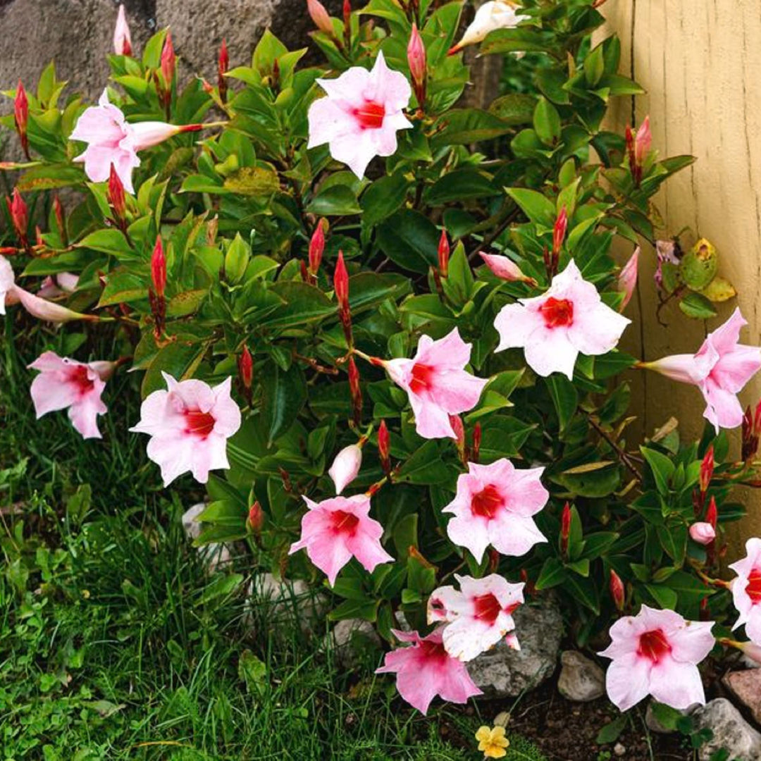 mandevilla flower seeds Light Pink Mandevilla Sanderi Flower Seeds – Heirloom Non-GMO High Germination Seeds for Planting