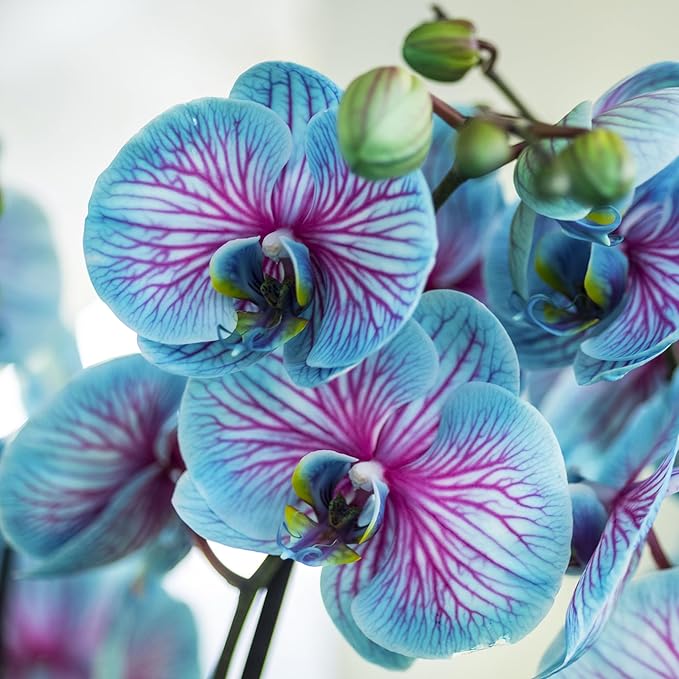 orchid phalaenopsis flower seeds