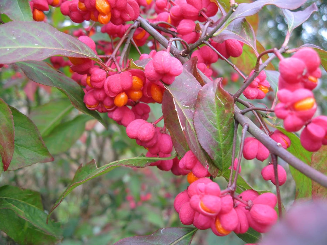 Flower Seeds, Seeds for Planting, Plant Seeds