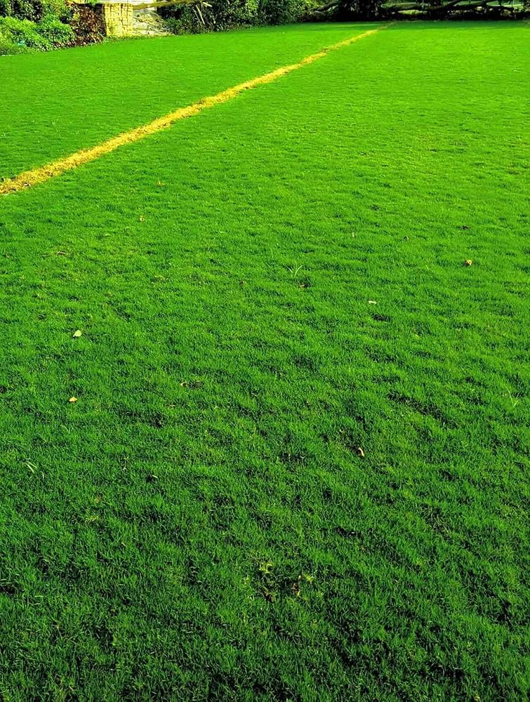 lawn grass flower seeds