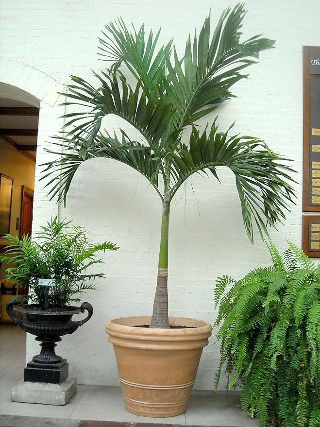 Green World Christmas Palm/Adonidia merrillii/Manila Palm Ornamental tree seeds for Planting - Heirloom Seeds