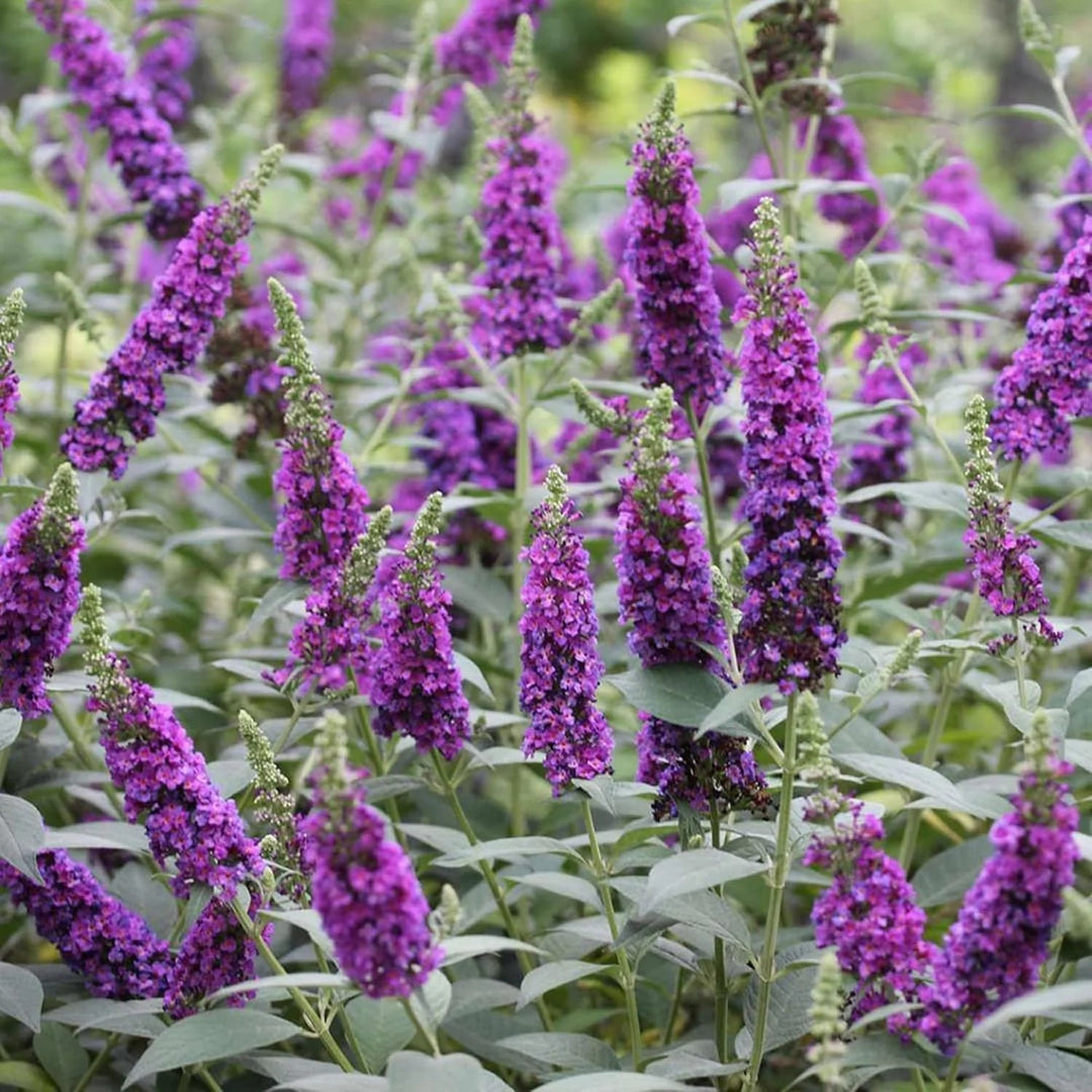 heirloom knight flower seeds