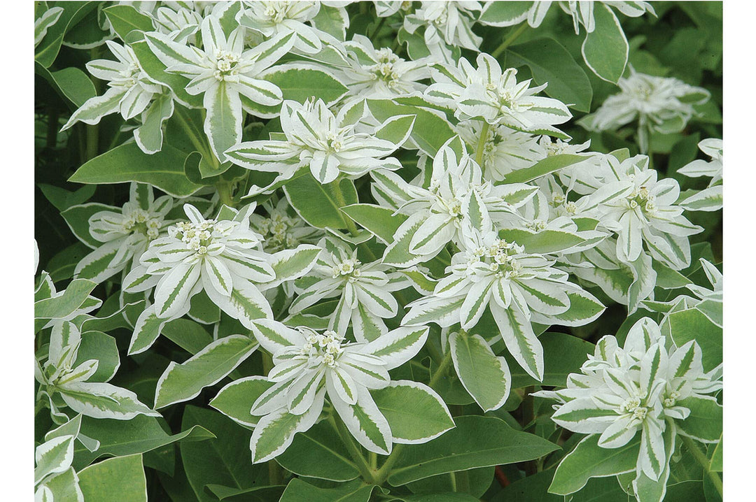Heirloom Euphorbia Early Snow White Flower Seeds for Planting, Non-GMO