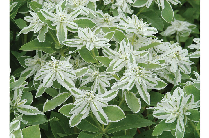 Heirloom Euphorbia Early Snow White Flower Seeds for Planting, Non-GMO