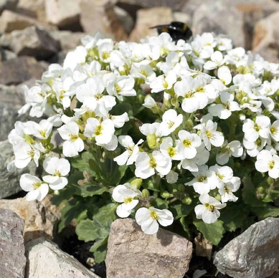 Aubrieta Cultorum Blomsterfrø til udplantning - Hvide 100 stk