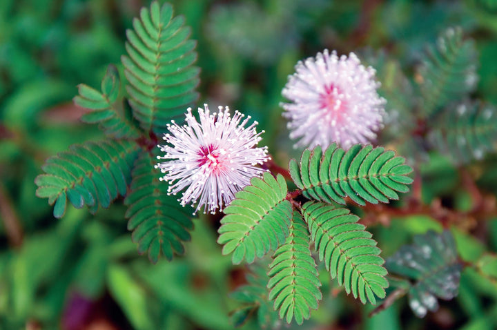 Mimosa Pudica, Touch me not, Lajalu, følsomme plantefrø til plantning - Pink,100 stk.