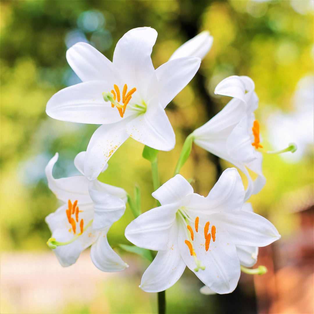 white blue flower seeds