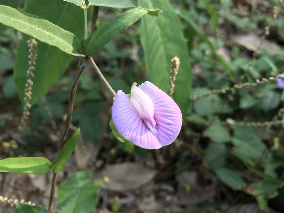 nierembergia lila flower seeds