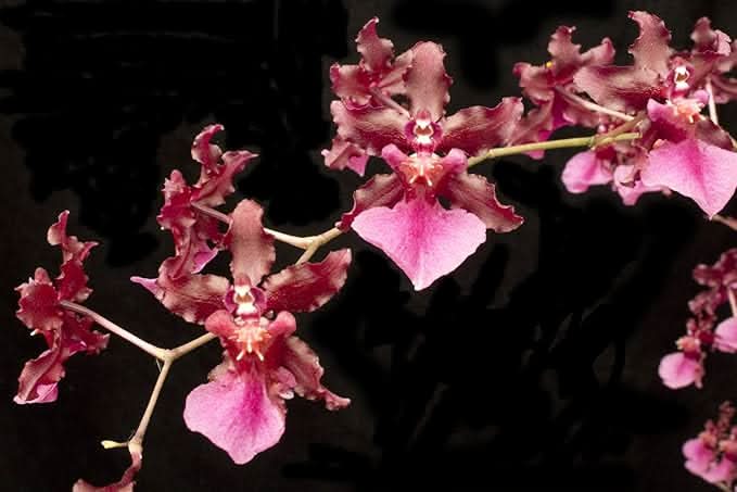 mixed orchid flower seeds