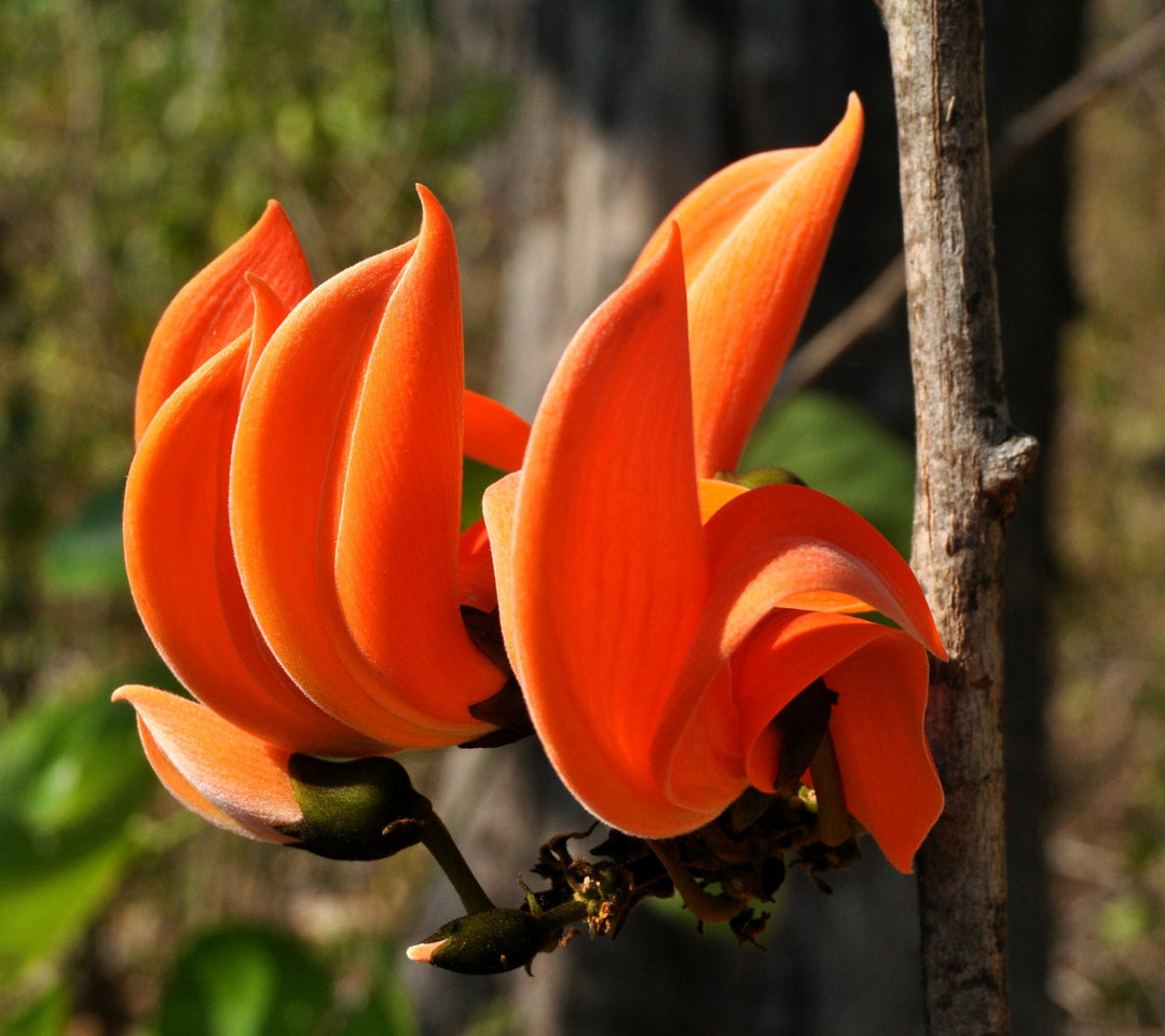 Orange Costus plantefrø til udplantning - 100 stk