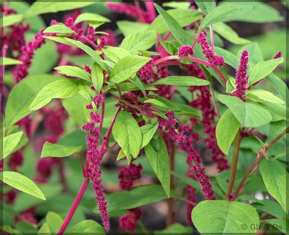 red amaranthus flower seeds